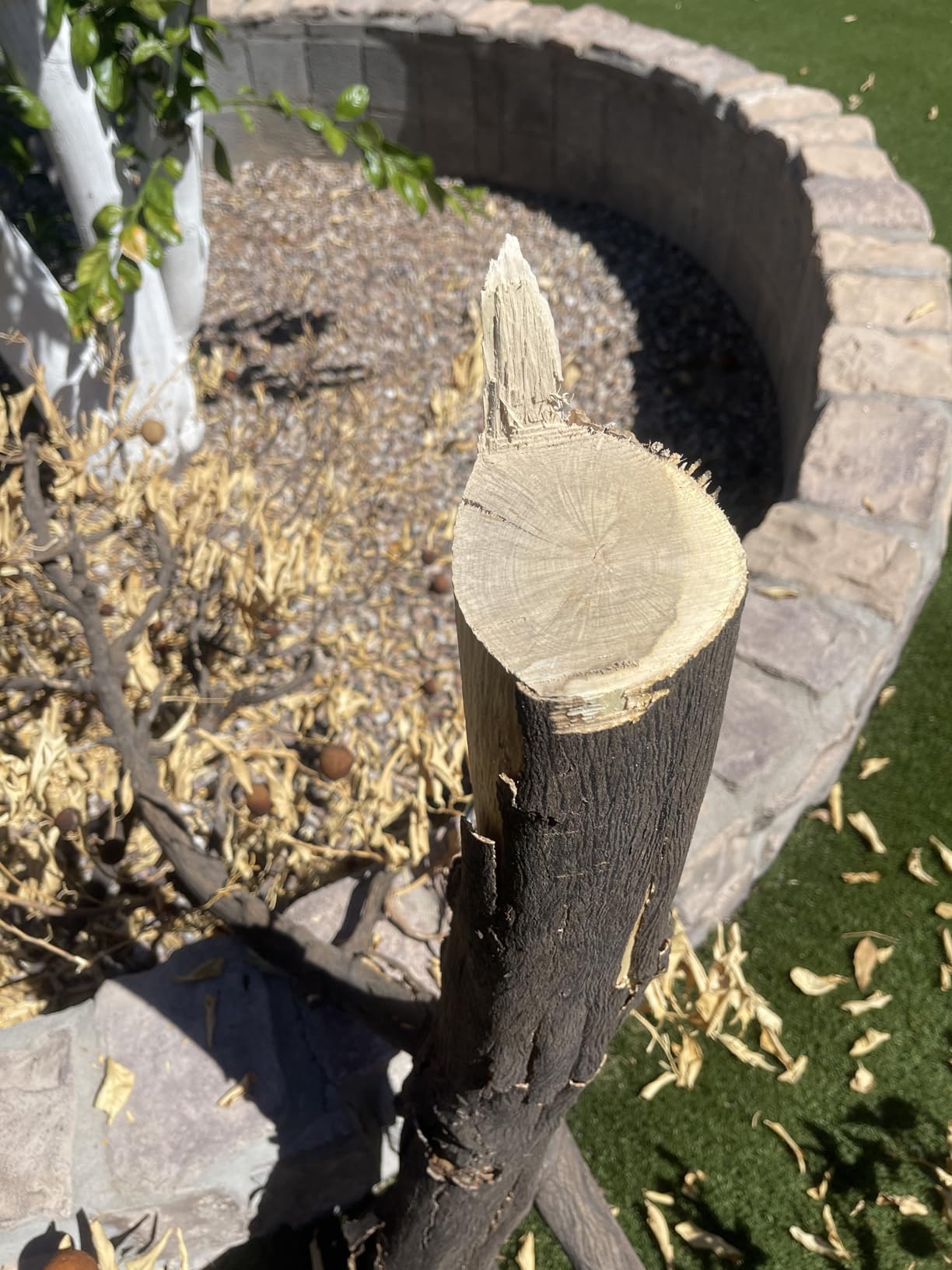 Trims trees easily